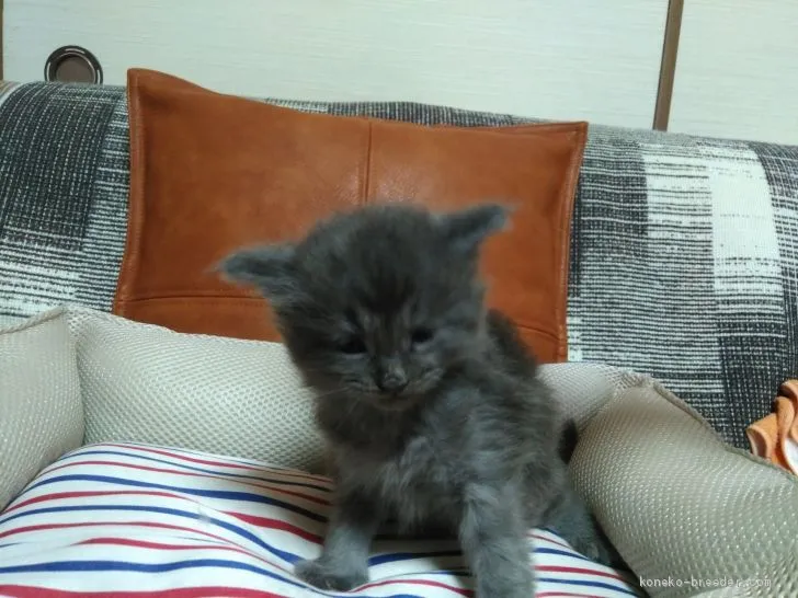 ID:1905-01030の子猫
