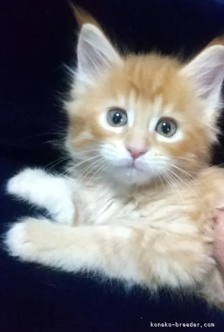 ID：2105-01263の子猫