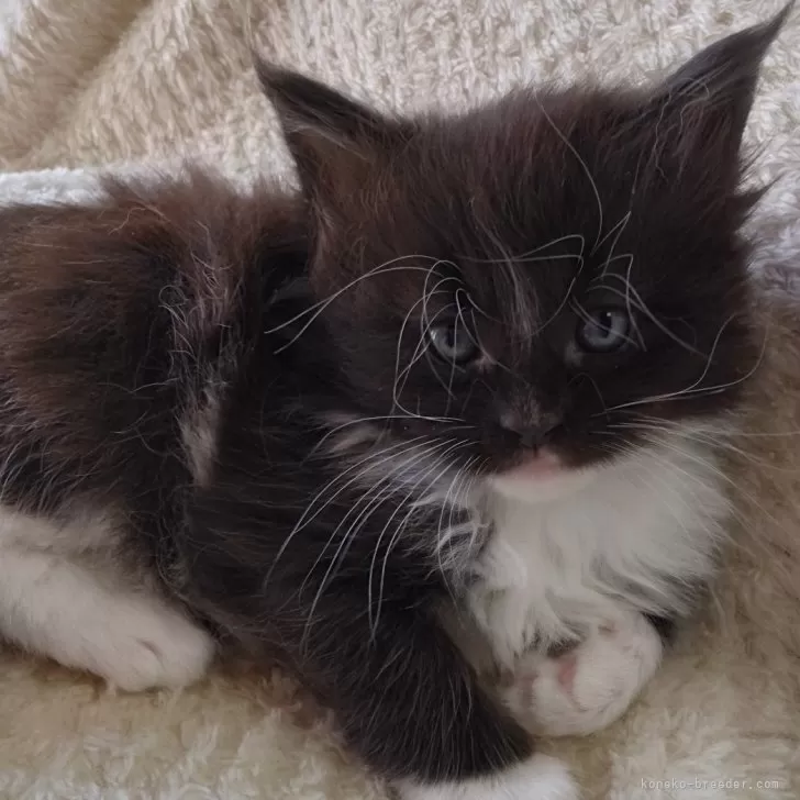 ID:2405-01590の子猫