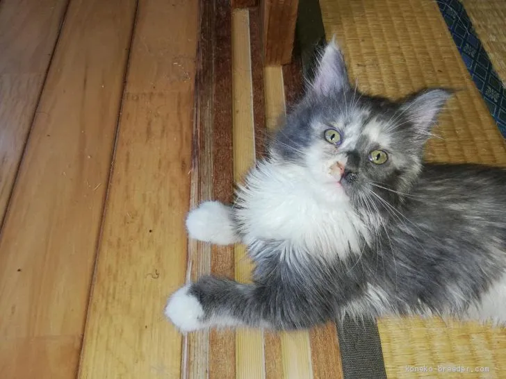 ID:1908-00878の子猫
