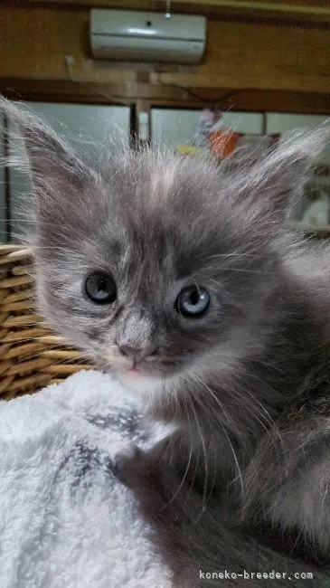 ID:2109-02479の子猫