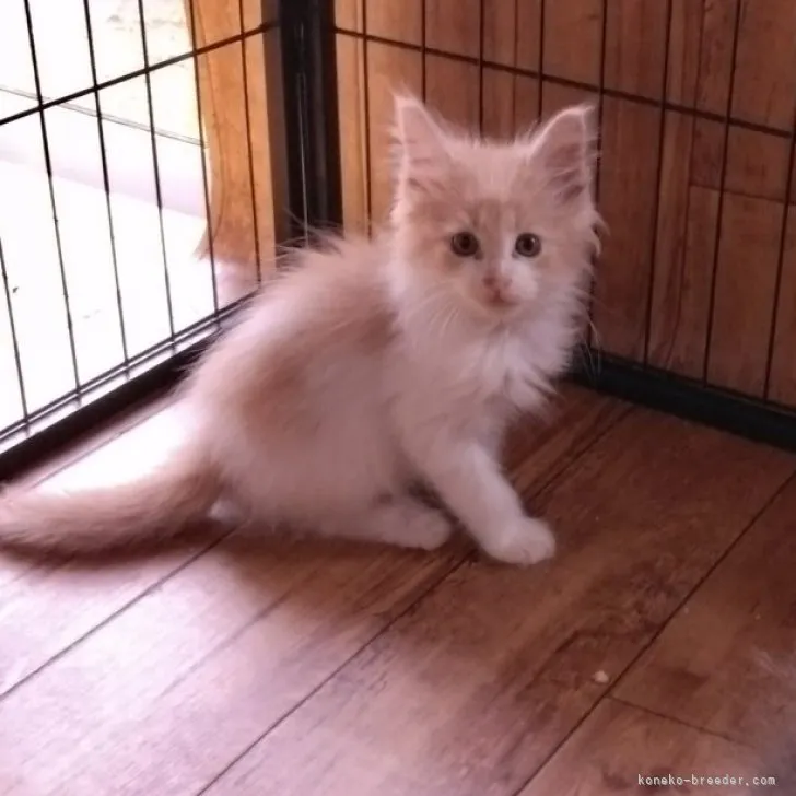 ID:2304-03411の子猫