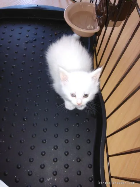 ID:1805-00573の子猫