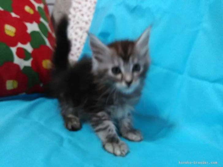 ID：1709-00102の子猫