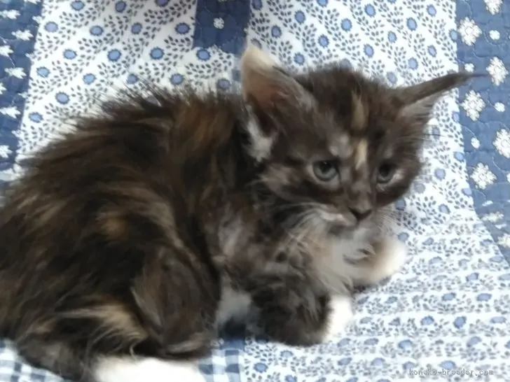 ID:1907-00394の子猫