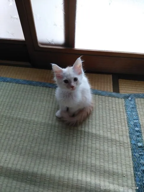 ID:1709-00375の子猫