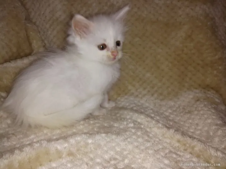 ゆずまん 様のお迎えした子猫