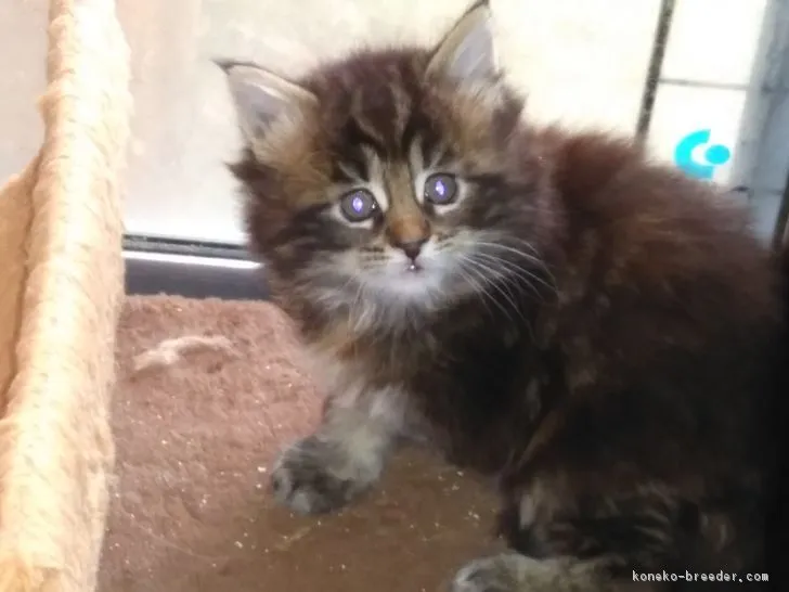 ID：1802-00654の子猫