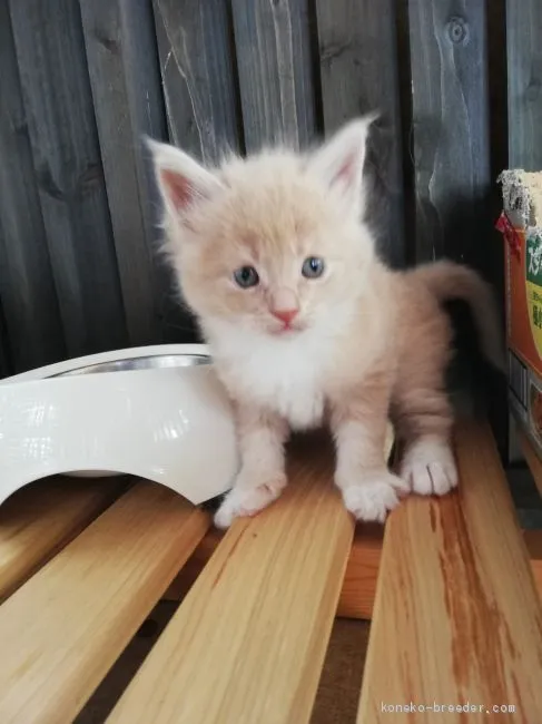 ID：2011-00912の子猫