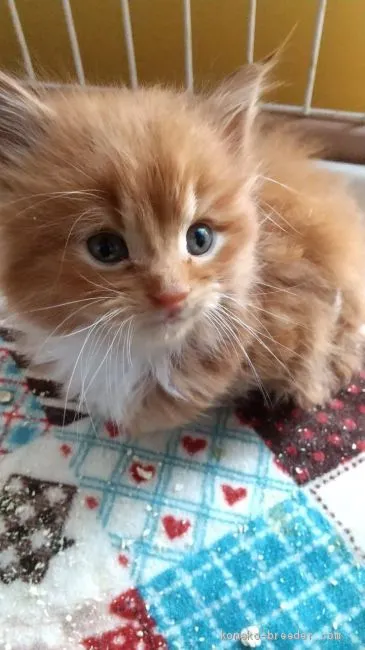 ID:2003-00814の子猫