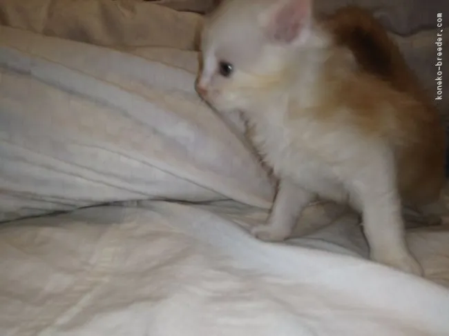 ID:1711-00432の子猫