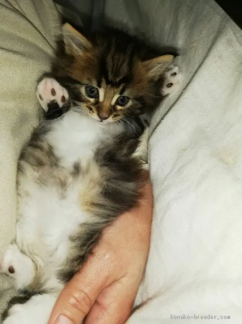 ID:2012-00753の子猫