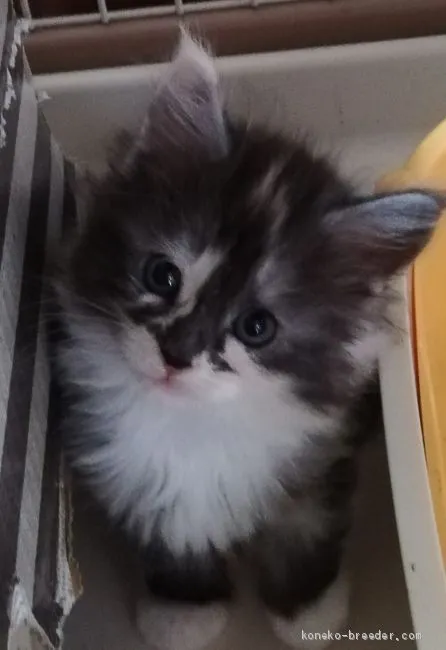 ID:1905-01031の子猫