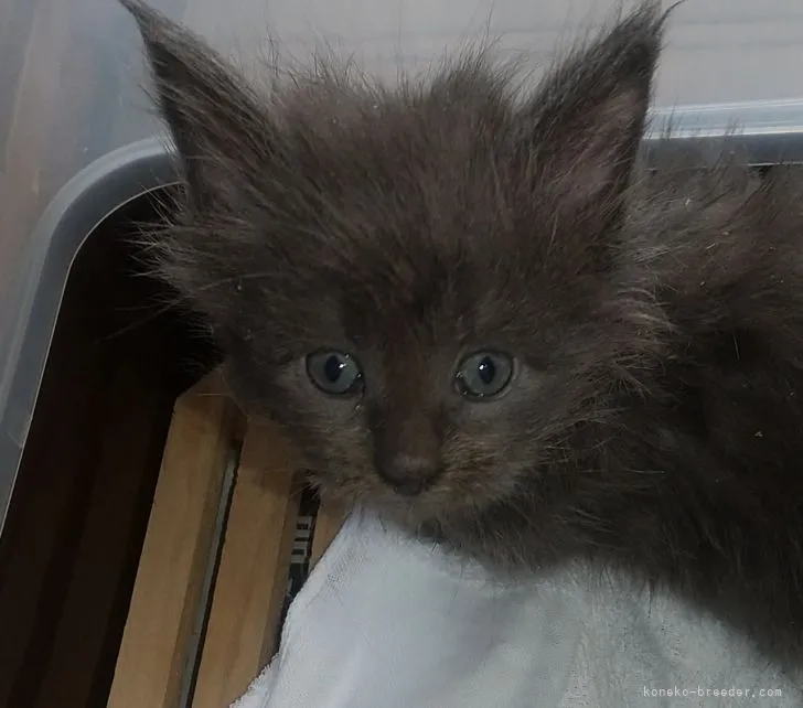 ID:2204-01360の子猫