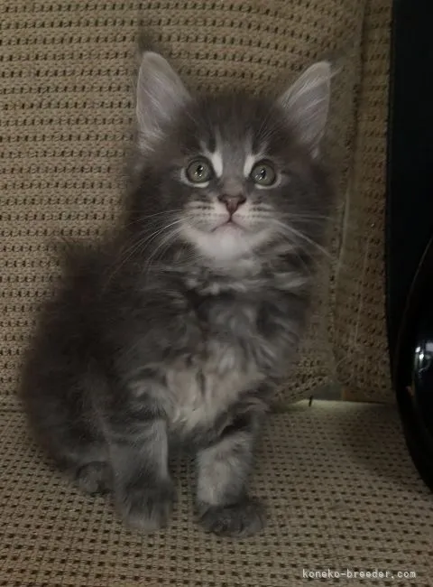 ID:2105-01261の子猫