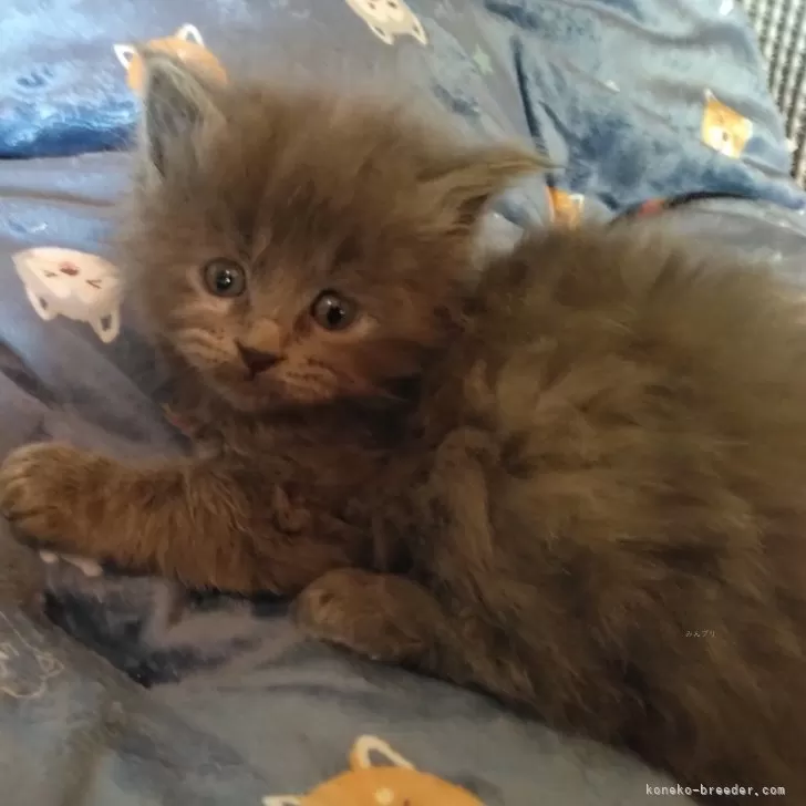 アロとラブ 様のお迎えした子猫