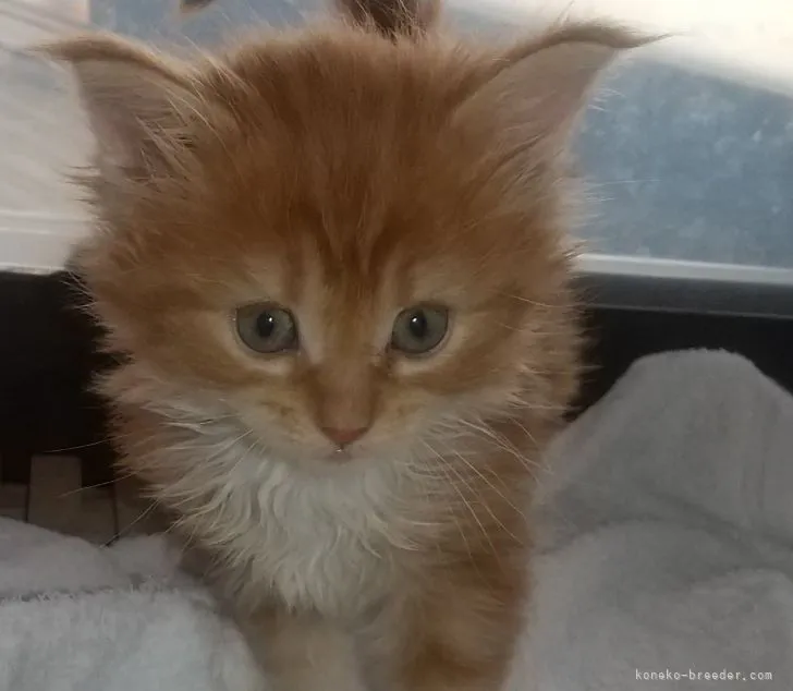 ID:2204-00784の子猫