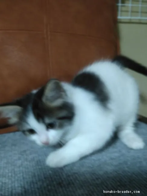 ID:1905-00422の子猫
