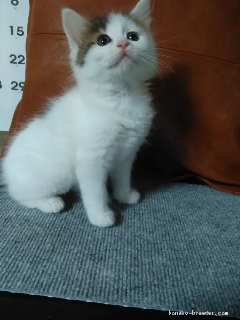 ぺりー 様のお迎えした子猫