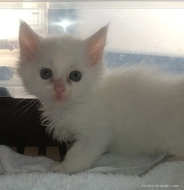 ID：2204-00783の子猫