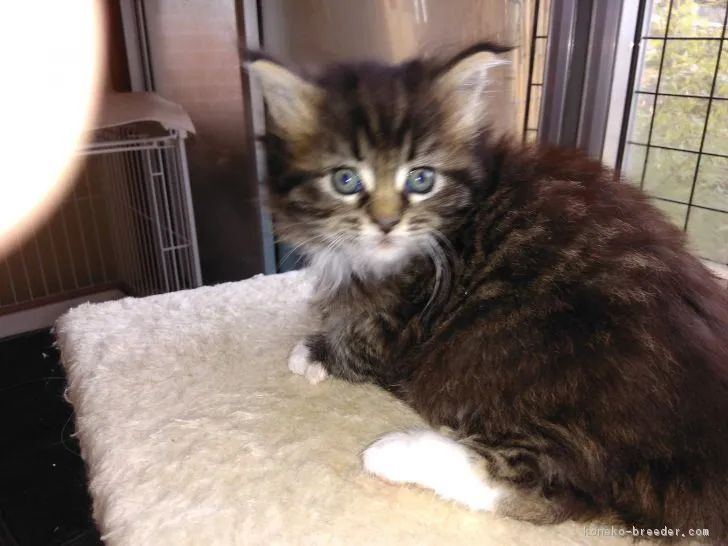 ID:1712-00822の子猫