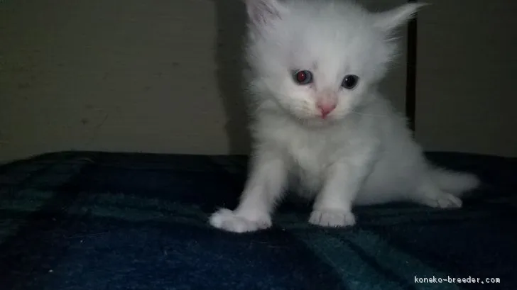 ID：2012-00279の子猫