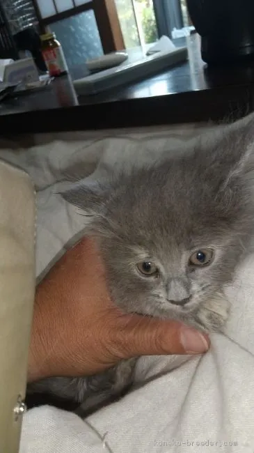 ID:2011-01241の子猫