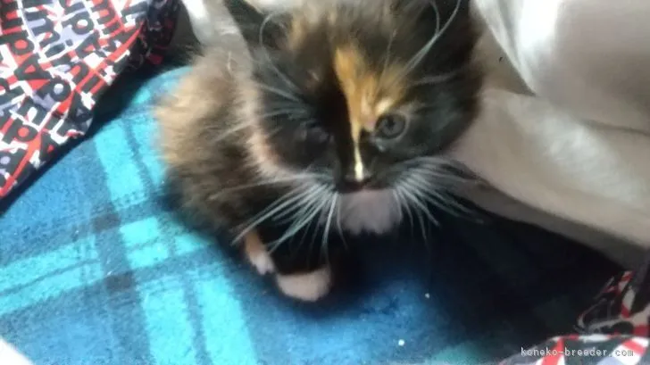 ID：2112-01206の子猫