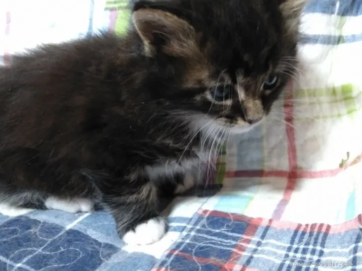 ID:1806-00109の子猫