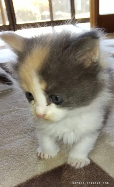 ID:2203-00417の子猫