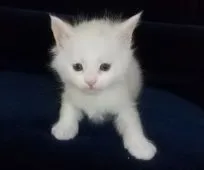 メインクーン【熊本県・男の子・2021年3月15日・ホワイト】の写真1「4/19撮影」