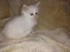 メインクーン【熊本県・女の子・2018年10月13日・ホワイト】の写真1