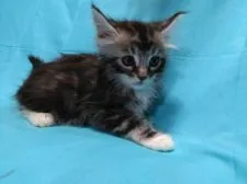 メインクーン【熊本県・男の子・2017年7月31日・ブラックシルバータビー&ホワイト】の写真1