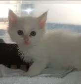 メインクーン【熊本県・男の子・2022年3月3日・ホワイト】の写真1「4/9撮影」