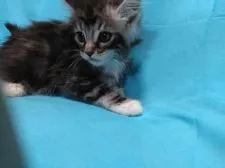 メインクーン【熊本県・男の子・2017年7月31日・ブラックシルバータビー&ホワイト】の写真2