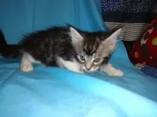 メインクーン【熊本県・男の子・2017年7月31日・ブラックシルバータビー&ホワイト】の写真2