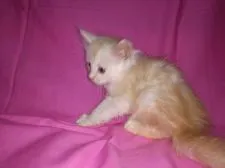 メインクーン【熊本県・女の子・2017年7月31日・カメオタビー&ホワイト】の写真2