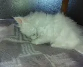 メインクーン【熊本県・男の子・2023年4月13日・ホワイト】の写真3