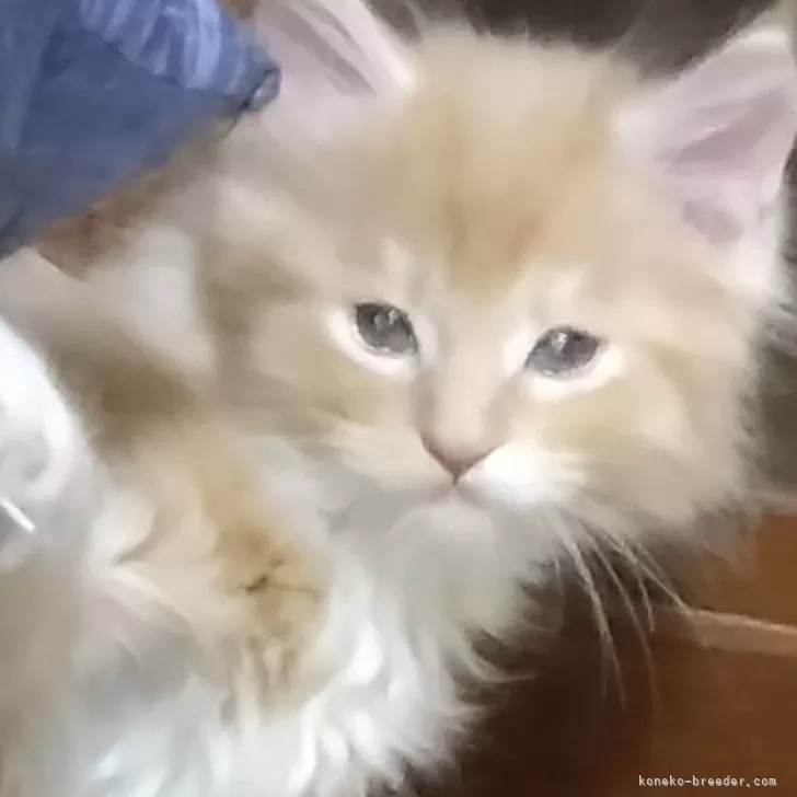 ID：2504-03253の子猫