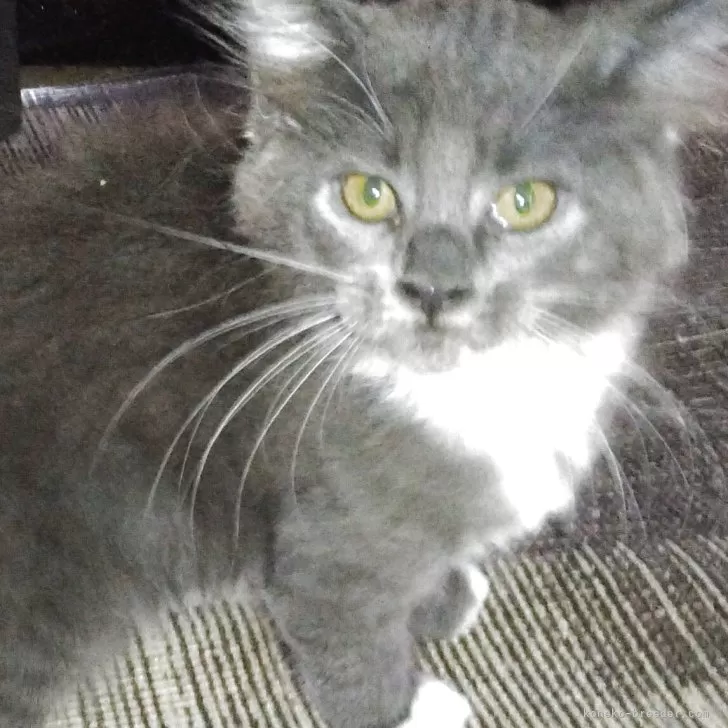 メインクーン【熊本県・女の子・2025年5月29日・ブルータビーホワイト】の写真1「元気のいい女の子です」