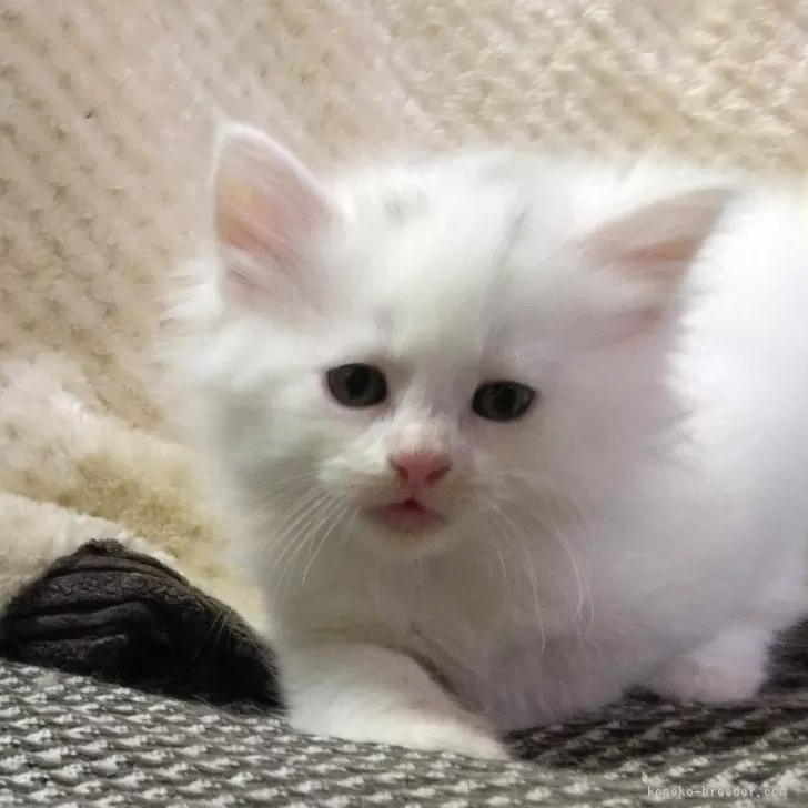 ID：2412-00952の子猫