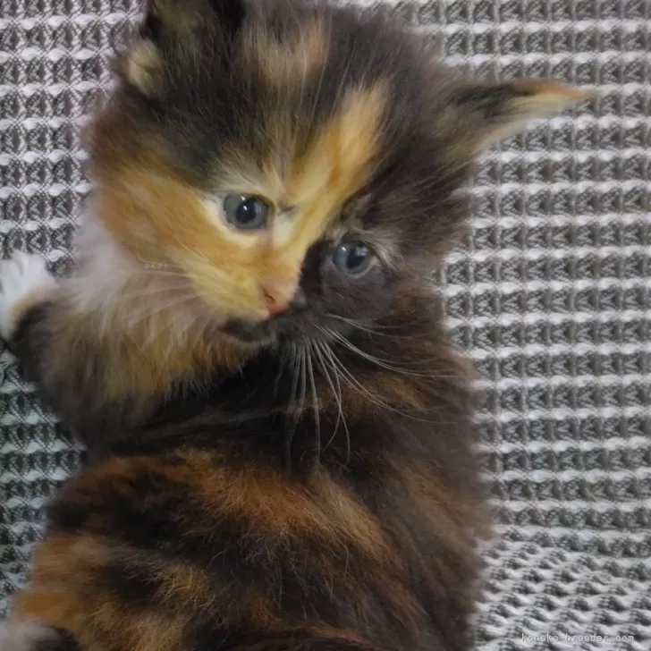 YK 様のお迎えした子猫