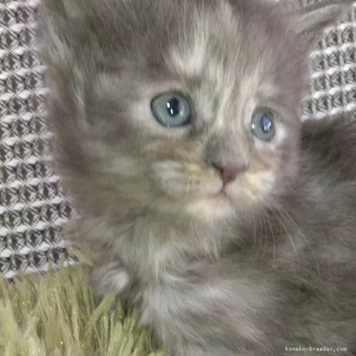 ID:2503-00793の子猫