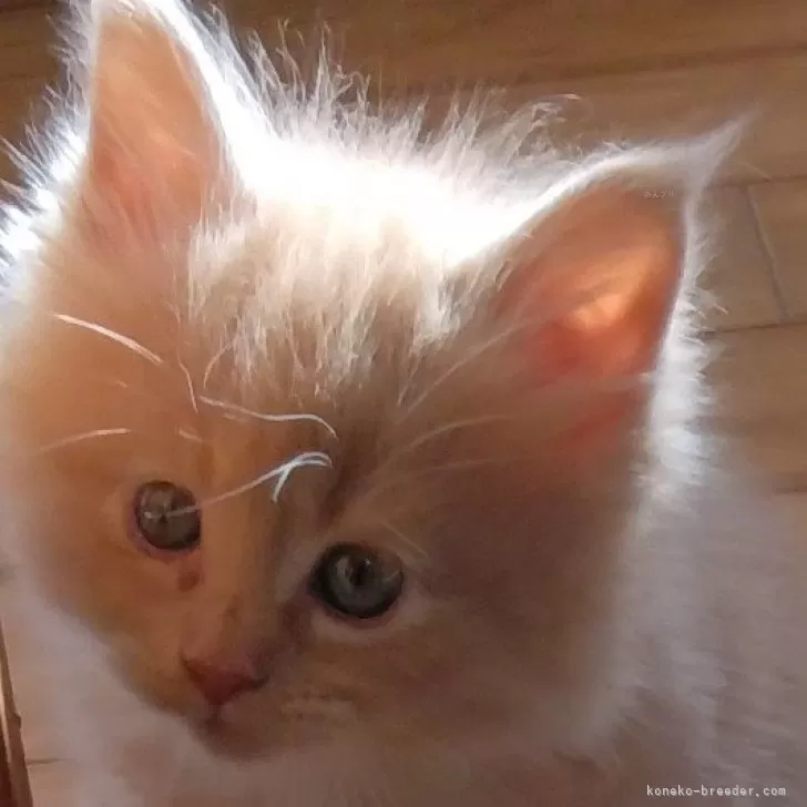 みゃ 様のお迎えした子猫