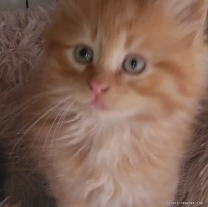 ID:2412-00954の子猫