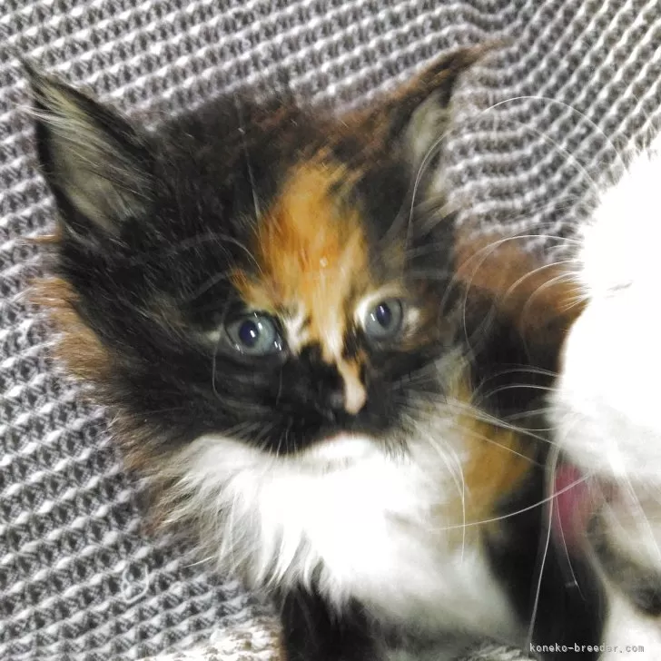 ID：2505-02129の子猫