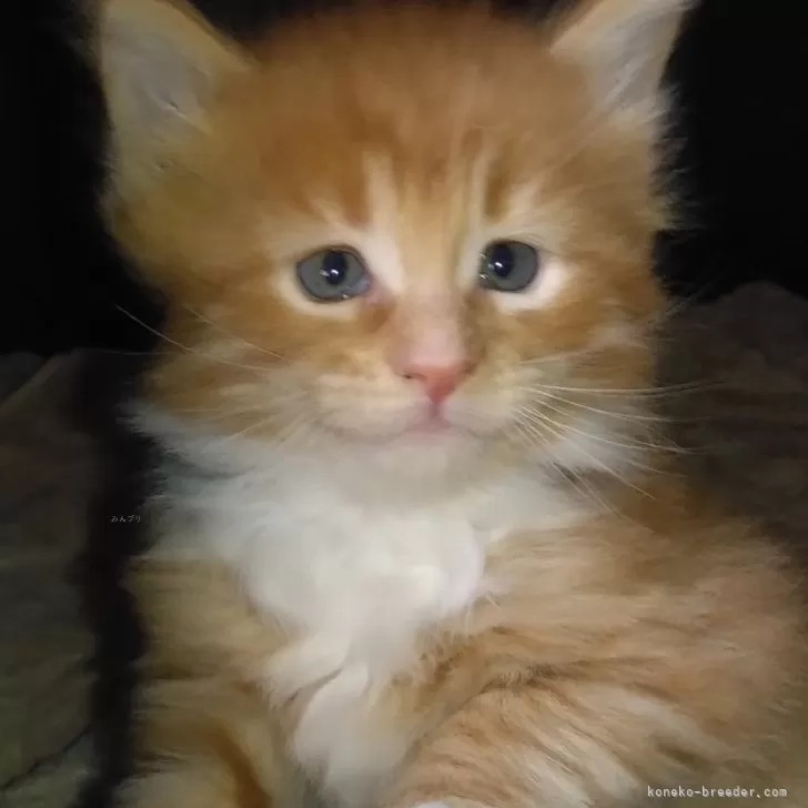 F.K 様のお迎えした子猫