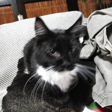 メインクーン【熊本県・男の子・2025年6月15日・ブラック&ホワイト】の写真「あごの下は白でピンク肉球です」