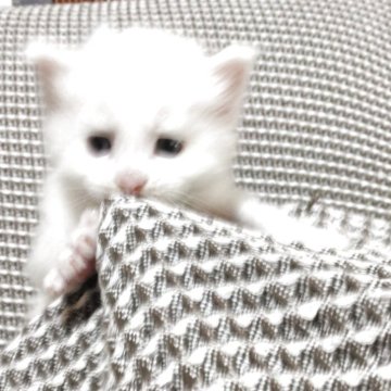メインクーン【熊本県・男の子・2025年9月20日・ホワイト】の写真「大人しい子です」
