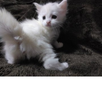 メインクーン【熊本県・女の子・2025年11月5日・ホワイト】の写真「ホワイトの女の子」